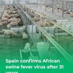 España responde a la detección de peste porcina africana en jabalíes